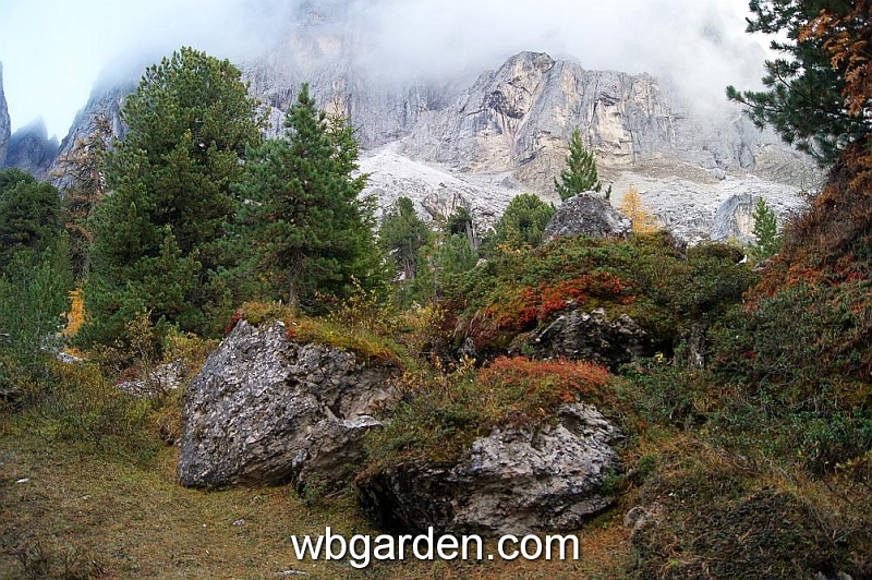 wbgarden alps 79a.JPG